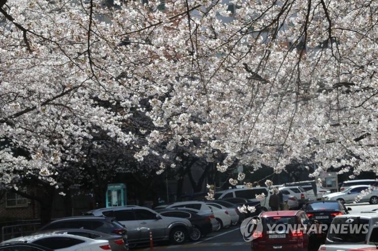 경남 창원시의 한 아파트 단지에 연분홍 벚꽃이 활짝 폈다. / 사진 = 연합뉴스