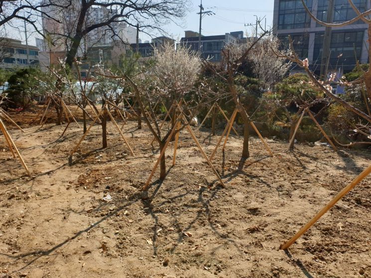 수원시 '기증받은 나무' 조경수 활용해 3억2500만원 예산 절감