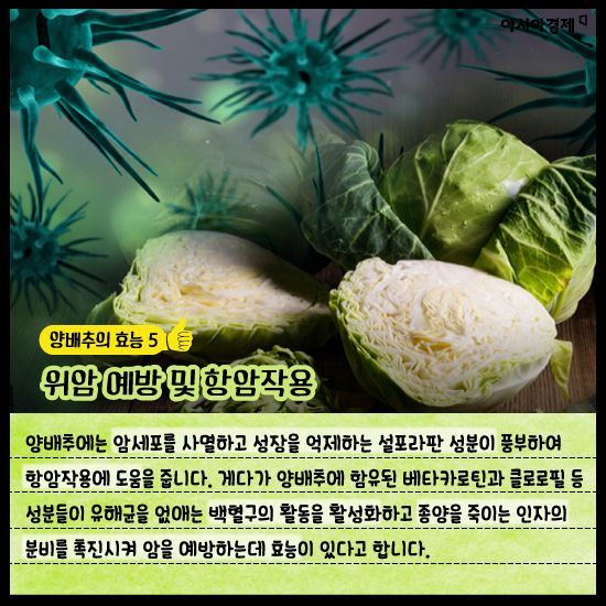 [카드뉴스]신이 내린 채소 ‘양배추’ 효능 만렙