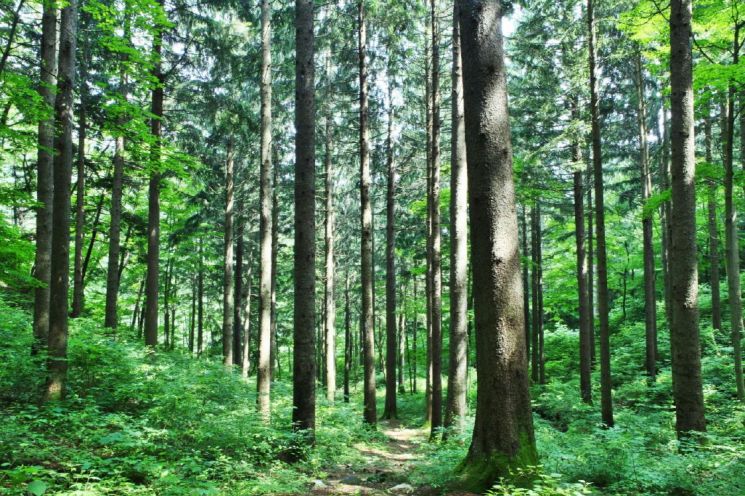 독일가문비 숲 전경. 산림청 제공