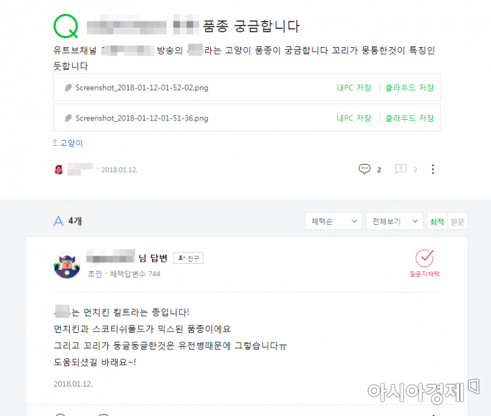 인기 펫튜브에 등장하는 고양이의 품종을 묻는 네테즌의 게시글/사진=네이버 포털사이트 화면 캡처