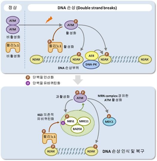펠리노1 단백질에 의한 손상된 DNA를 인식하고 복구하는 통제 시스템