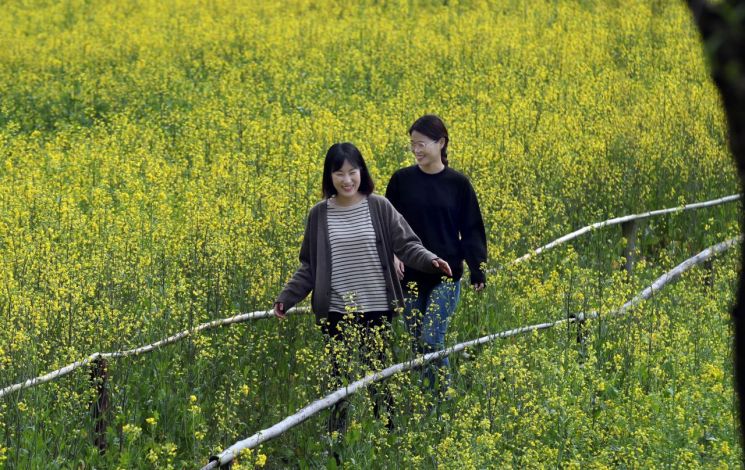 [포토] 화창한 봄 날 강진 보은산 V-랜드 핀 유채꽃 밭