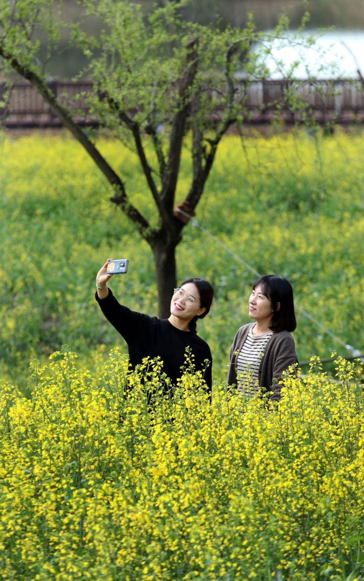 [포토] 화창한 봄 날 강진 보은산 V-랜드 핀 유채꽃 밭