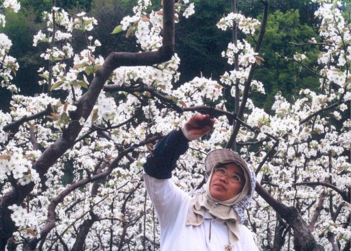 중랑구, 하얀 배꽃으로 수놓은 ‘서울 도시농업축제’ 개최 
