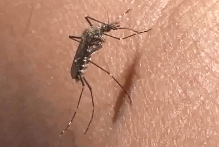 말라리아원충을 옮기는 모기 군집의 유전적 구성을 조절해 말라리아에 효과적으로 대응할 수 있게 될 전망이다. [사진=유튜브 화면캡처]