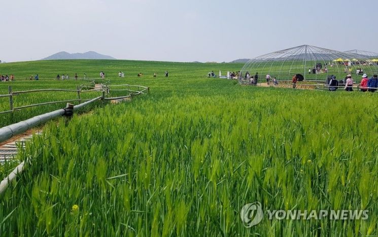 고창 청보리밭 축제를 즐기는 시민들 / 사진 = 연합뉴스