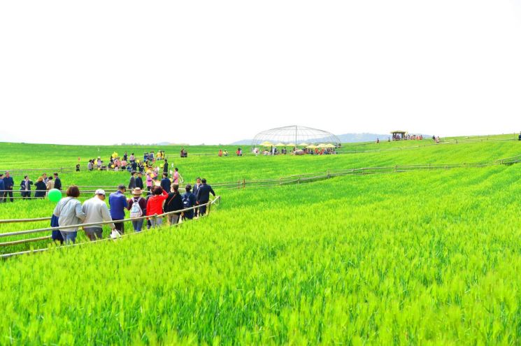 고창 청보리밭축제 개막…내달 12일까지