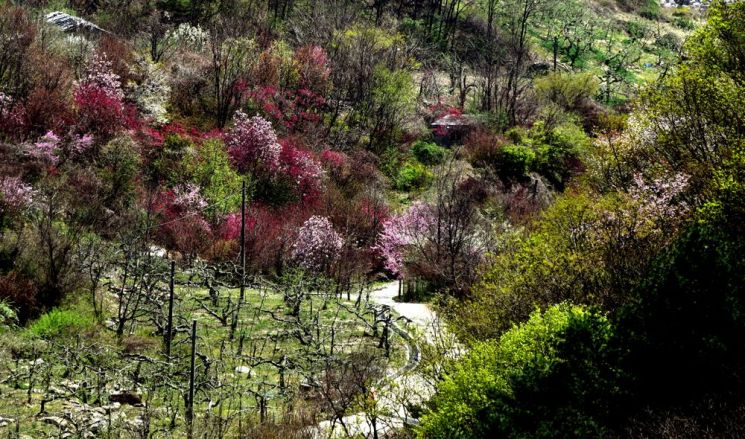 죽령옛길 초입에서 마주한 마을이 온통 봄꽃으로 화려하다