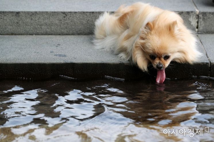 서울 여의도 한강공원에서 한 강아지가 물을 마시고 있다.(기사와는 무관) /문호남 기자 munonam@