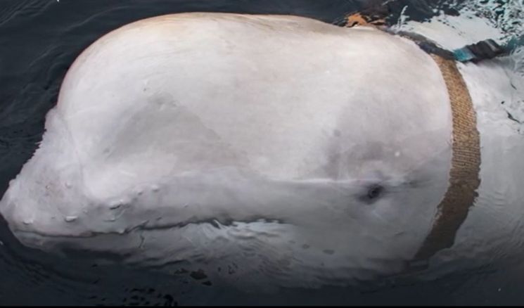 노르웨이 북해 연안 일대에서 러시아 카메라 장비 등을 탑재한채 발견된 벨루가 돌고래의 모습.(사진=유튜브 영상 캡쳐/https://www.youtube.com/channel/UCM9PruYBifcz9z1IS3dFbAw)