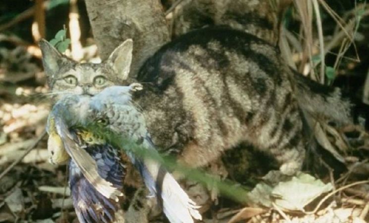 길냥이와의 전쟁 선포한 호주, '200만' 살처분 계획 논란