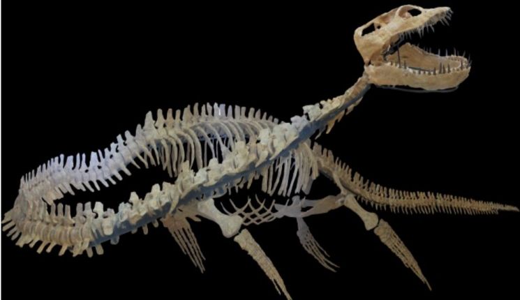 엘라스모사우루스를 처음 발견했던 코프 박사는 짧은 꼬리뼈를 목뼈라 생각하고 긴 목뼈는 꼬리뼈라 생각해 반대로 붙여 복원했다. 목뼈가 71개나 되는 특이한 구조가 수서동물 입장에서 전혀 생존에 도움이 안될 것이라 생각됐기 때문이다.(사진=안면도쥬라기박물관/ http://anmyondojurassic.com)