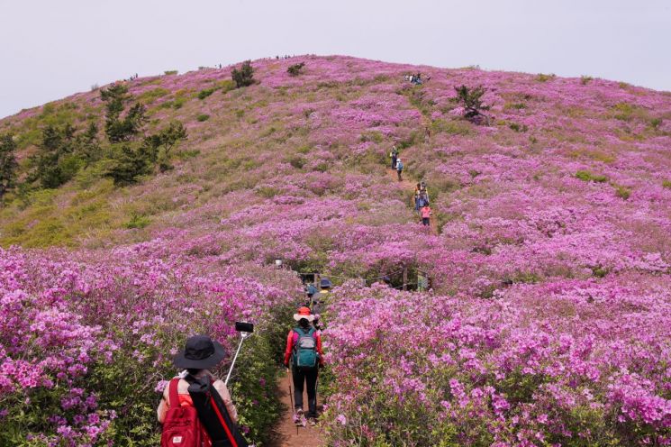 [포토] 보성 일림산 철쭉 문화축제, 분홍빛 세상 등산객 맞아