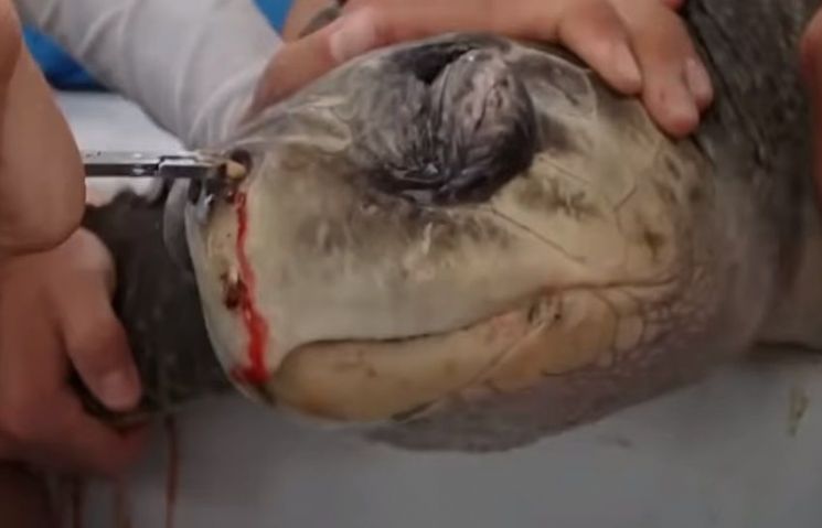 코에 박힌 빨대를 뽑기 전 고통스러워 하는 바다거북. [사진=유튜브 화면캡처]