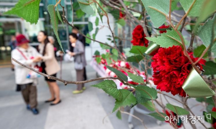 [포토]활짝핀 카네이션