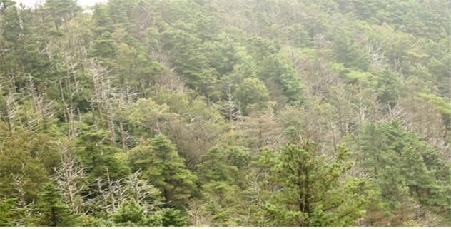 지리산에서 발견된 구상나무 집단 고사지역 전경사진. 산림과학원 제공