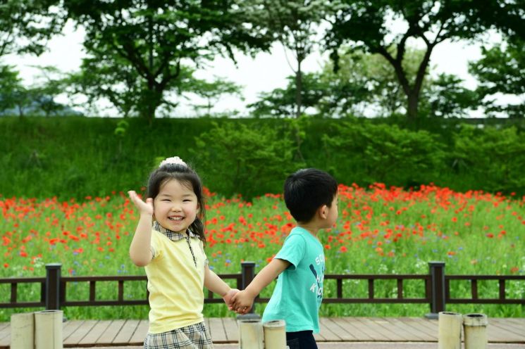 [포토] 황룡강 꽃길에 활짝 핀 양귀비 꽃 