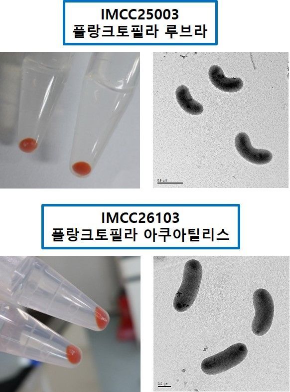 담수 최다 세균 acI 분기군에 속한 세균 2종의 배양체(왼쪽)와 전자현미경으로 본 세포(오른쪽)