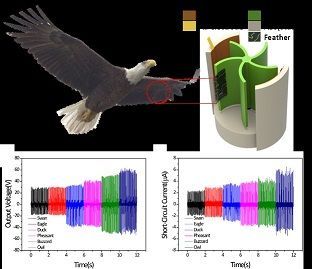 ‘새의 깃털로 전기 생산’…전남대생들 국제학술지에 논문 발표 