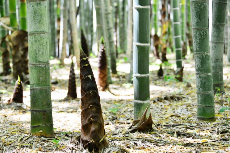 [포토] 담양은 지금 ‘대나무 가을’