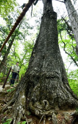 산림청, 산림자원법 개정…산림복원 사업에 ‘속도’