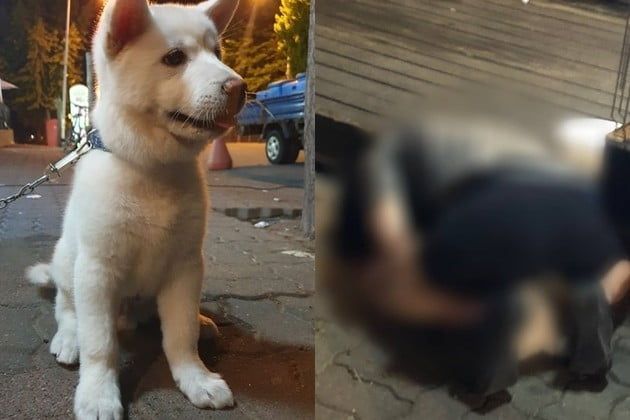 지난 17 오전 0시20분께 이천시 부발읍의 한 식당 앞에서 묶여 있던 강아지를 상대로 음란혐의를 한 20대 남성이 경찰에 불구속 입건됐다 /사진= 동물학대방지연합