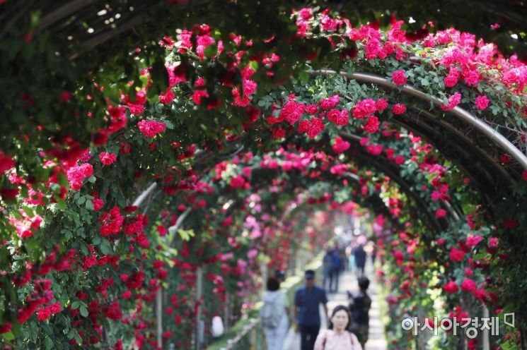 [포토]'장미 향기에 취한다'