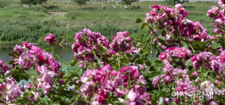 [포토] 장미향 가득한 중랑천