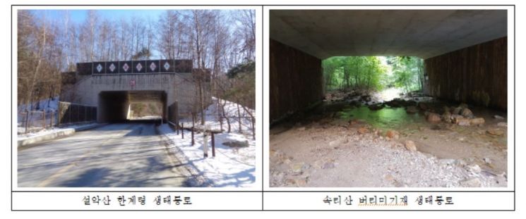 "국립공원 생태통로 이용하는 야생동물 5년간 2.5배 증가"