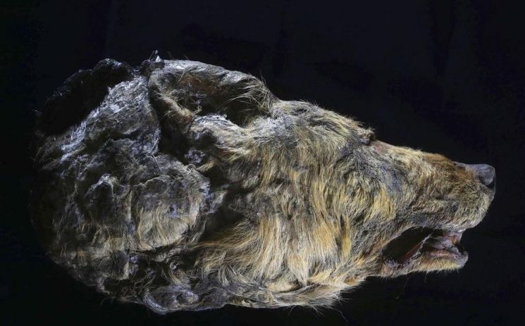 3만년 전 늑대머리 시베리아 동토에서 발견