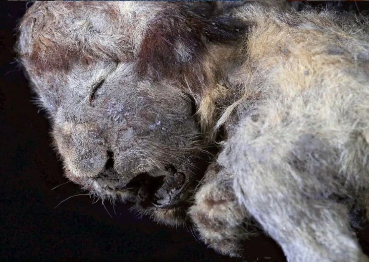 3만년 전 늑대머리 시베리아 동토에서 발견