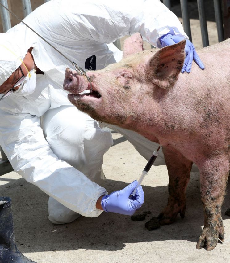 강원 접경지역인 양구군의 한 양돈 농가에서 가축방역 관계자들이 아프리카돼지열병(ASF) 검사를 위해 돼지 채혈을 하고 있다. [이미지출처=연합뉴스]