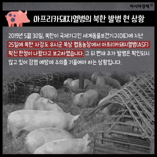 경기 북부 아프리카 돼지열병 의심신고 속출…돼지고기 파동 현실화되나(종합)