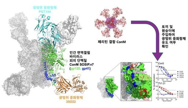설계된 인간면역결핍바이러스(HIV) 외피 단백질 ConM의 구조와 광범위 중화항체 유도 가능성 제시