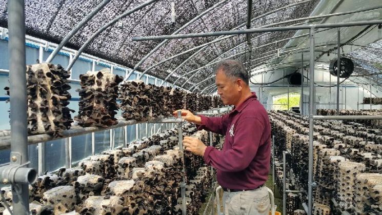 임업인이 임가에서 목이버섯 생육상태를 확인하고 있다. 출처=아시아경제 DB