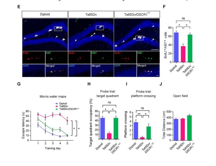 다운 증후군 모델 쥐에서 나타나는 성체 신경발생 결손 및 학습, 기억 장애가 DSCR1 유전자의 숫자를 정상으로 만들어 주면서 회복되고 있다