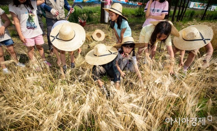 [포토] 보리수확 체험하는 어린이들