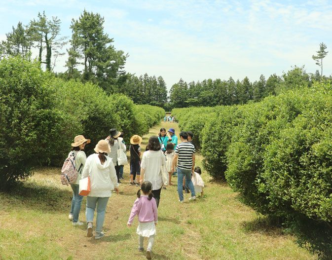 ‘2019 시즌글라스 녹차 페스티벌 청초밭 제주’에 찾은 관광객들의 모습(출처=청초밭영농조합법인)