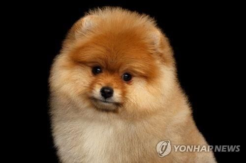 내 반려견 다른 개에 물려 죽었는데, 어떤 처벌할 수 있을까