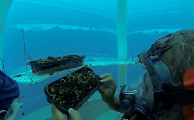 '네모의 가든'에서 잠수장비를 착용한 과학자가 파종한 씨앗을 점검하고 있습니다. [사진=오션리프그룹 홍보영상캡처]