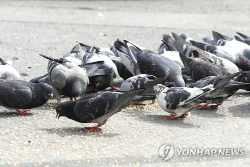 "헉 비둘기다 도망가자" 비둘기는 왜 혐오대상이 돼버렸나