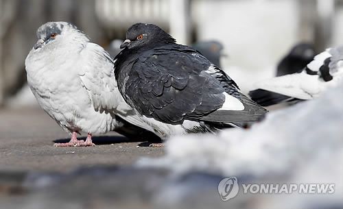 비둘기들이 날개를 접고 몸을 움츠리고 있는 모습 [이미지출처=연합뉴스]