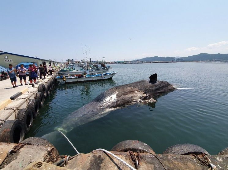 [포토] 거진 앞바다서 발견된 죽은 향고래