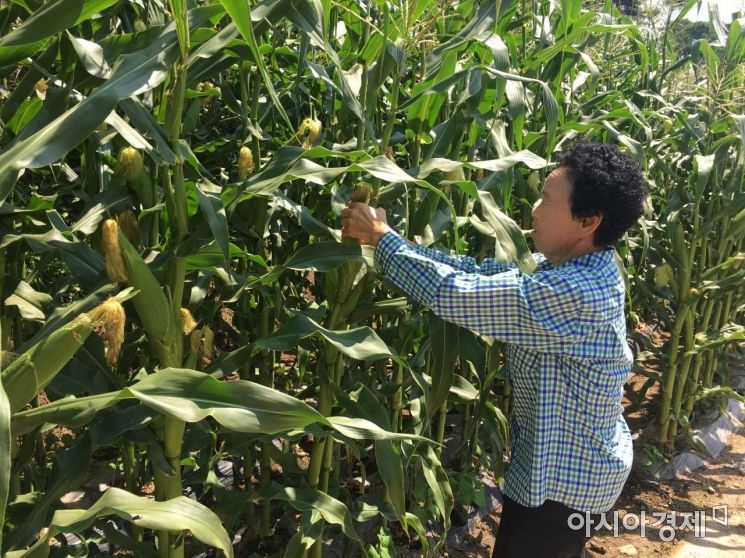 곡성 삼기 흑찰옥수수 본격 출하