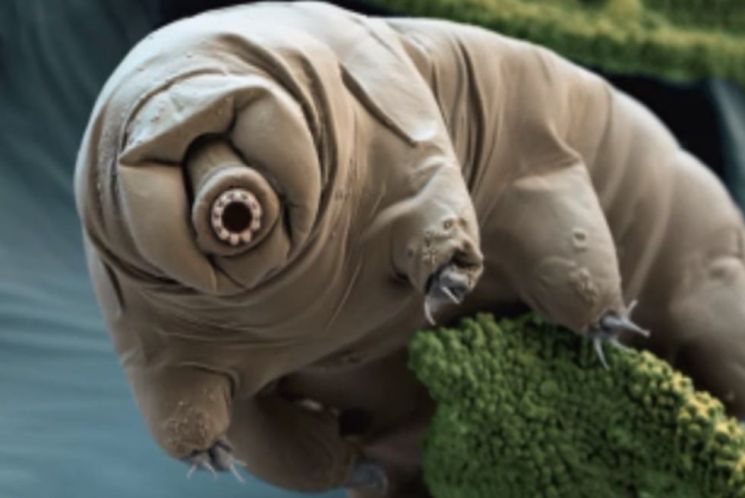 [과학을읽다]태양 식어도 살아남을 최강 생명체