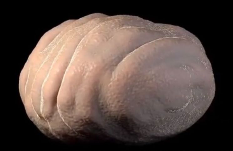 [과학을읽다]태양 식어도 살아남을 최강 생명체