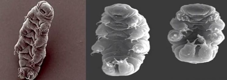 [과학을읽다]태양 식어도 살아남을 최강 생명체