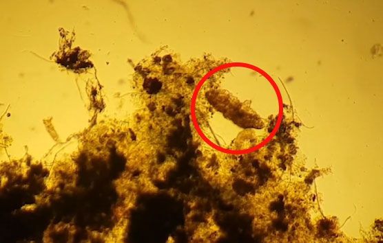 [과학을읽다]태양 식어도 살아남을 최강 생명체