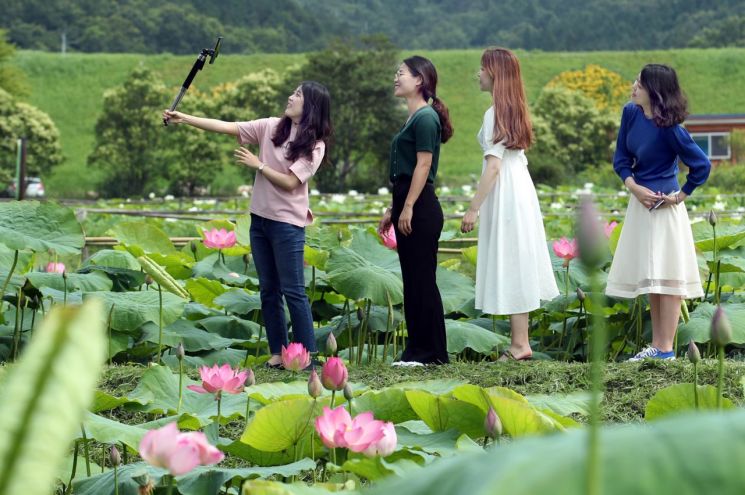 [포토]강진읍 보은산자락 ‘연꽃의 향연’